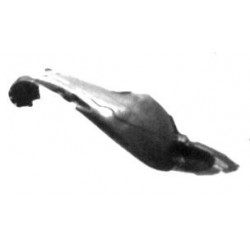 Riparo passaruota locaro parasassi anteriore dx